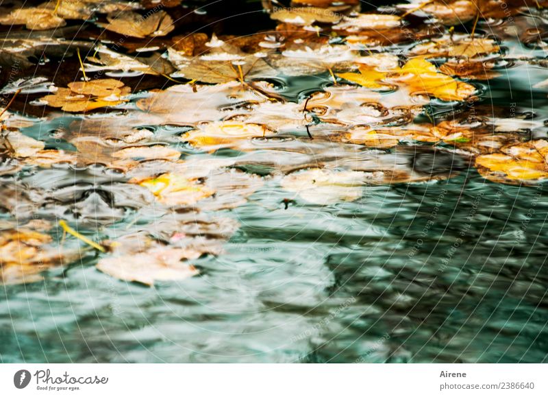 Allgäu im Herbst oder Herbst im Allgäu Natur Wasser Wetter Blatt Herbstlaub Lindenblatt Teich Schwimmen & Baden natürlich trist braun gold orange türkis Trauer