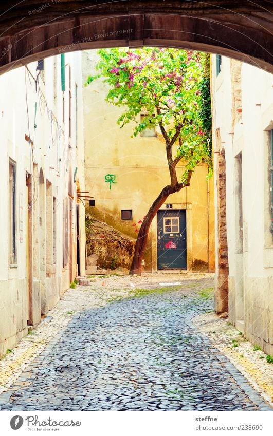 naturban Baum Lissabon Portugal Altstadt Menschenleer Haus Mauer Wand Tür Wege & Pfade Stadt Natur Torbogen mediterran Mittelalter Süden Sommer