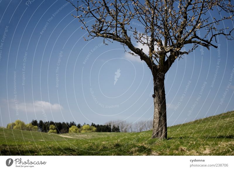 Frühling harmonisch Wohlgefühl Erholung ruhig Ausflug Ferne Freiheit Umwelt Natur Landschaft Himmel Baum Wiese Einsamkeit einzigartig Horizont Idylle Leben