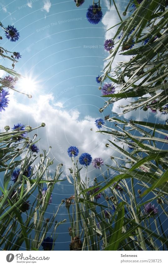 Kornblumenfeld Umwelt Natur Landschaft Pflanze Himmel Wolken Sonne Frühling Sommer Klima Wetter Schönes Wetter Blume Blüte Garten Wiese Feld Wachstum natürlich