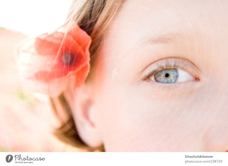 Poppy`s Eye Haut Gesicht Mensch Kindheit Jugendliche Auge Ohr 1 Blume Blüte Mohn Mohnblüte Blühend ästhetisch hell natürlich schön rot Gefühle Glück Reinheit