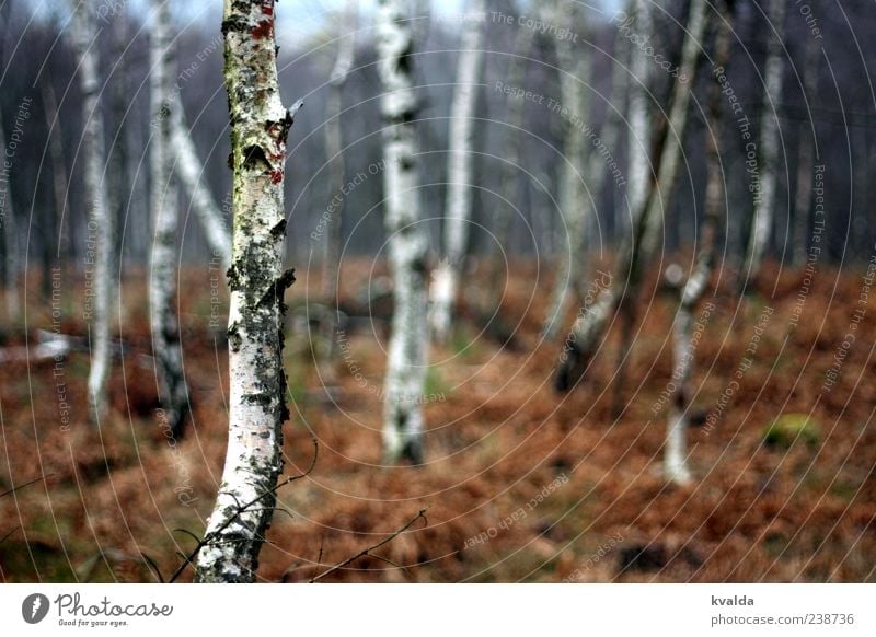 Birkenwald Umwelt Natur Landschaft Pflanze Herbst Baum Wald kalt braun weiß herbstlich Farbfoto Außenaufnahme Menschenleer Tag Zentralperspektive Baumstamm