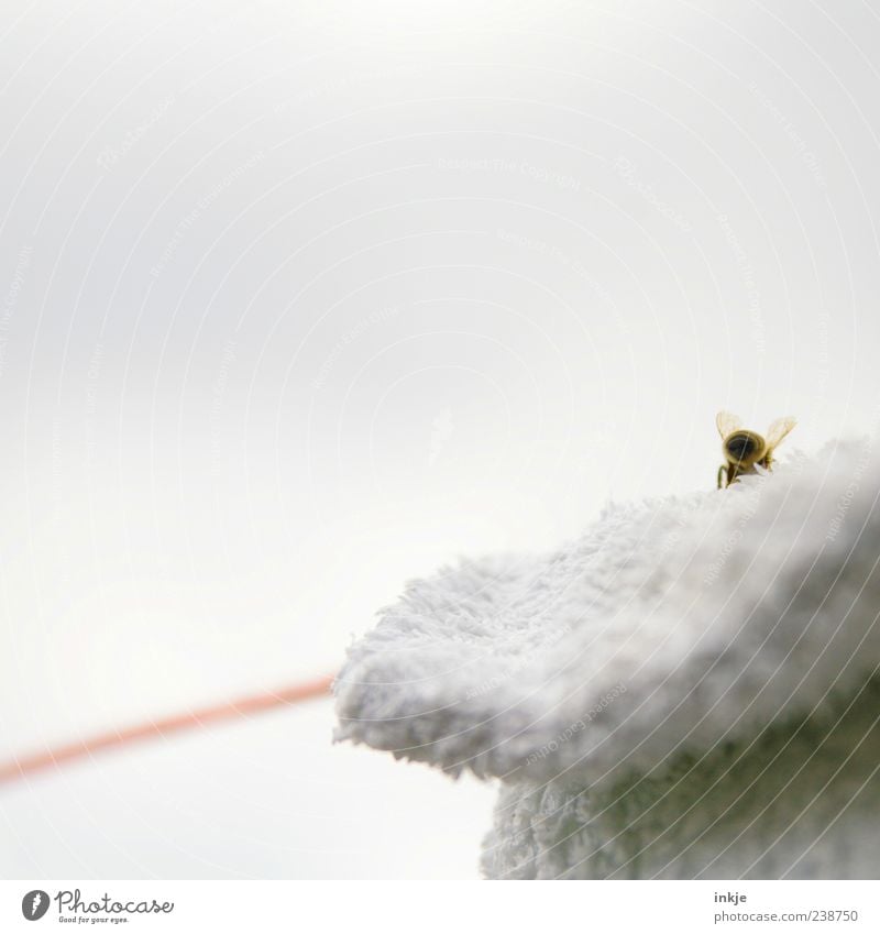 ...und tschüß! Himmel Biene 1 Tier Linie krabbeln klein gelb grau rot weiß einzigartig Natur Umwelt Rückansicht Hinterteil Flügel außergewöhnlich Farbfoto