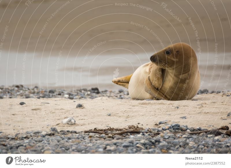 Mumienspiel? | Kurioses Umwelt Natur Tier Sand Küste Strand Nordsee Ostsee Meer Insel lustig maritim Robben wild Helgoland Wildtier Landraubtier Kegelrobbe