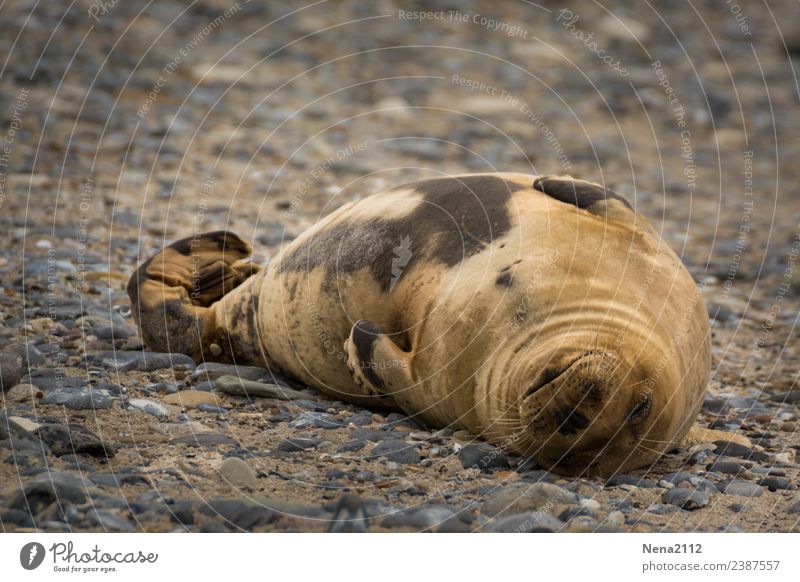 Siesta Umwelt Natur Tier Sand Küste Nordsee Insel 1 Fitness genießen schlafen träumen helgoland Robben wild Kegelrobbe Robbenbaby Tierjunges Pause ruhig Glück