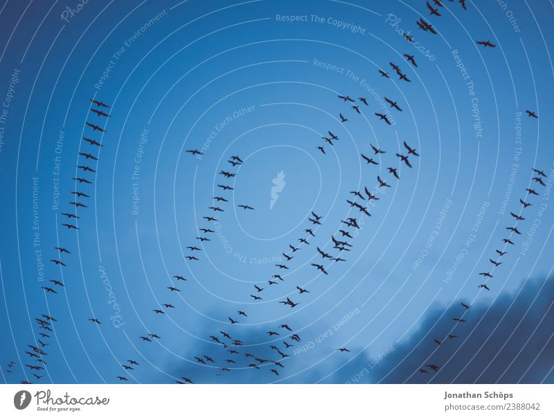 Möwen fliegen in Formation im Himmel Luft Wolken Küste Brighton Großbritannien Europa Vogel Flügel Schwarm ästhetisch oben Abenteuer elegant Freiheit