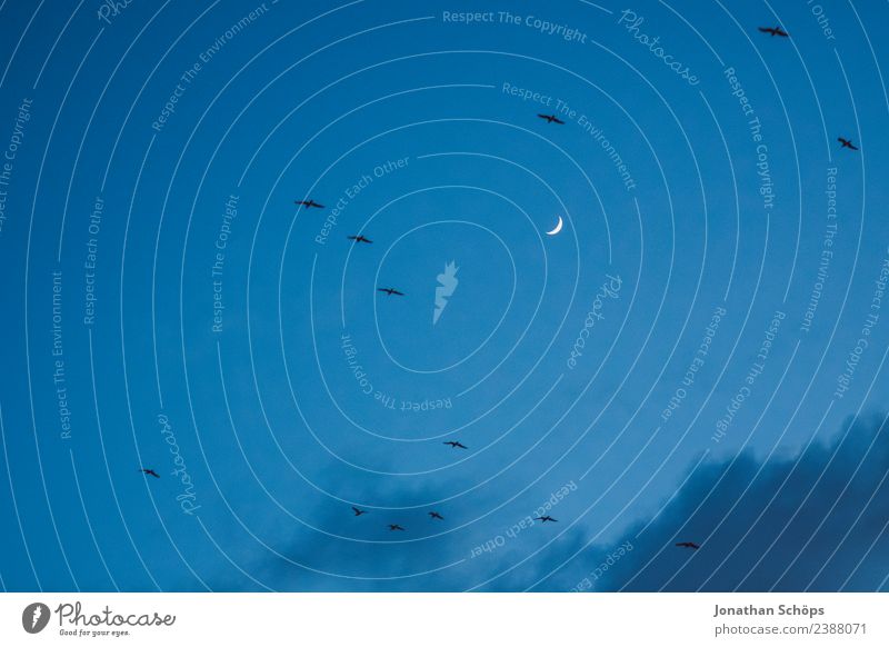 Möwen am Himmel bei Nacht Umwelt Tier Urelemente Luft Wolken Klima Vogel Tiergruppe Schwarm Möwenvögel Vogelschwarm fliegen Meer Hintergrundbild Farbfoto