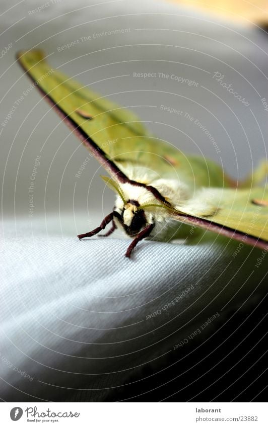 seidenspinner Schmetterling Seidenspinner Makroaufnahme Insekt