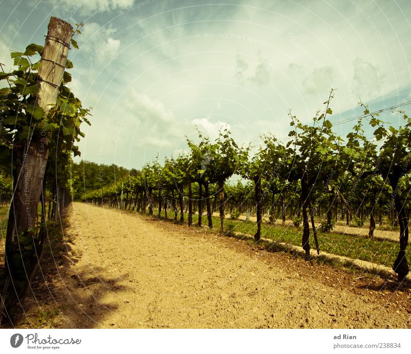 grüner Veltliner Natur Landschaft Himmel Wolken Sommer Wetter Weinberg Farbfoto Außenaufnahme Tag Totale Weinbau Menschenleer