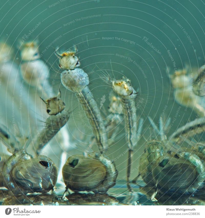 Unterwasseraufnahme von Mückenlarven in verschiedenen Entwicklungsstadien. Um es interessanter zu machen wurde das Bild auf den Kopf gestellt. Tier Tiergruppe