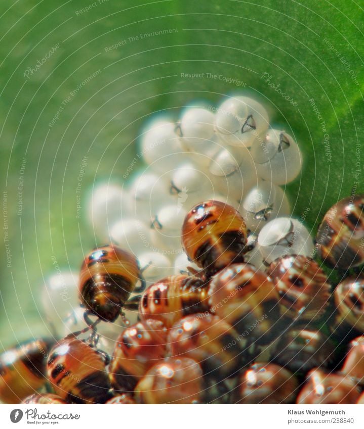 Makroaufnahme von kleine, frisch geschlüpften Blattwanzen, im Hintergrund die verlassenen Eierschalen Pflanze Tier Wildtier Käfer Tiergruppe Tierjunges krabbeln