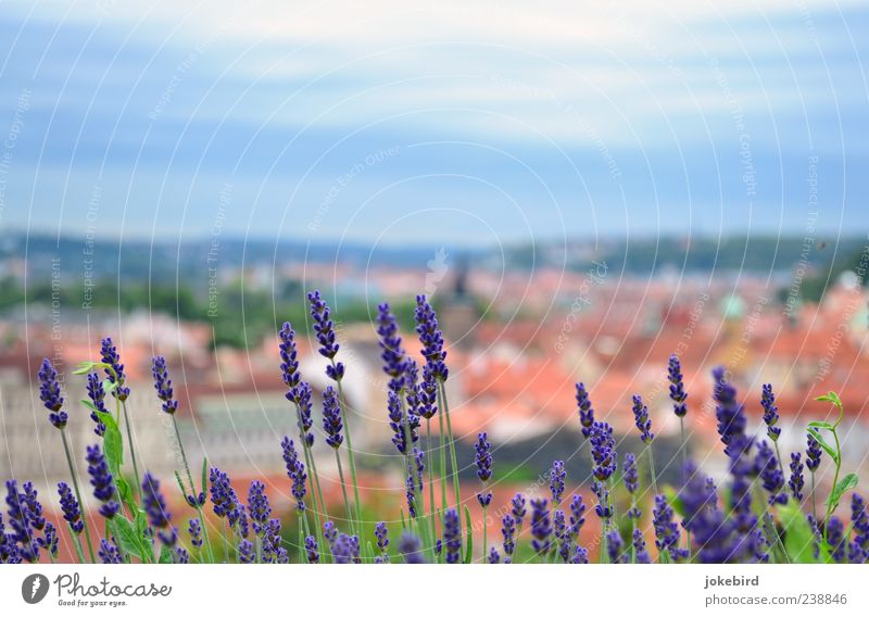 Postkartenidyll Himmel Blüte Lavendel Stadt violett Duft Idylle ruhig Ferien & Urlaub & Reisen Aussicht Provence Farbfoto Außenaufnahme Menschenleer