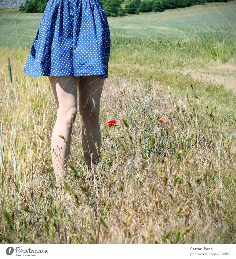 standhaft feminin Junge Frau Jugendliche Erwachsene 1 Mensch Pflanze Blume Gras Blüte Mohn Feld Kleid genießen stehen warten schön Beine rot blau ruhig Wachstum