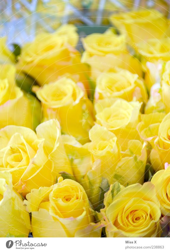 gelb Frühling Sommer Blume Rose Blüte Blumenstrauß Farbfoto mehrfarbig Nahaufnahme Muster Menschenleer Schwache Tiefenschärfe Blühend