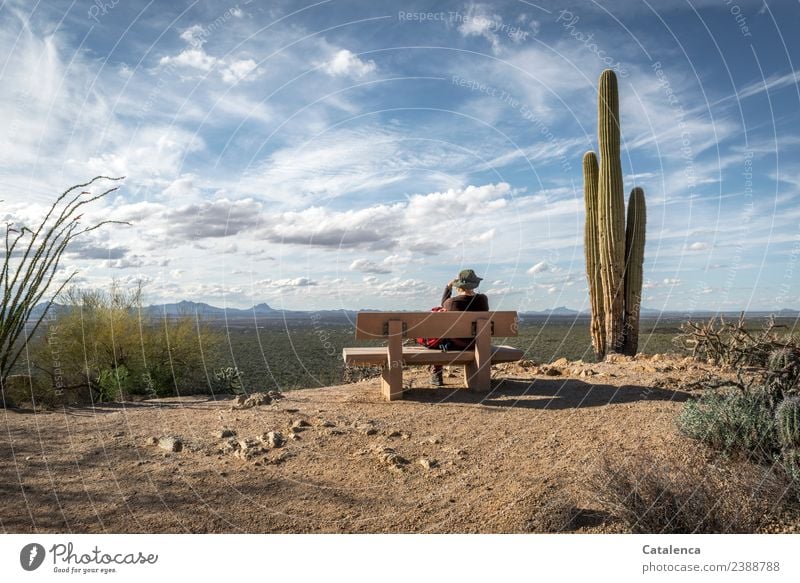 Wüstenlandschaft mit Kaktus, Sitzbank und weitem Himmel feminin 1 Mensch Landschaft Pflanze Sand Wolken Horizont Sommer Schönes Wetter Dürre Sträucher