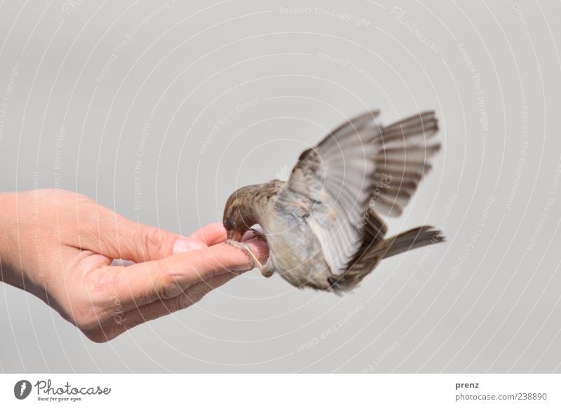 geben und nehmen Hand Finger 1 Mensch Umwelt Tier Vogel fliegen Fressen braun grau Spatz flattern fliegend füttern Daumen Flügel Farbfoto Außenaufnahme