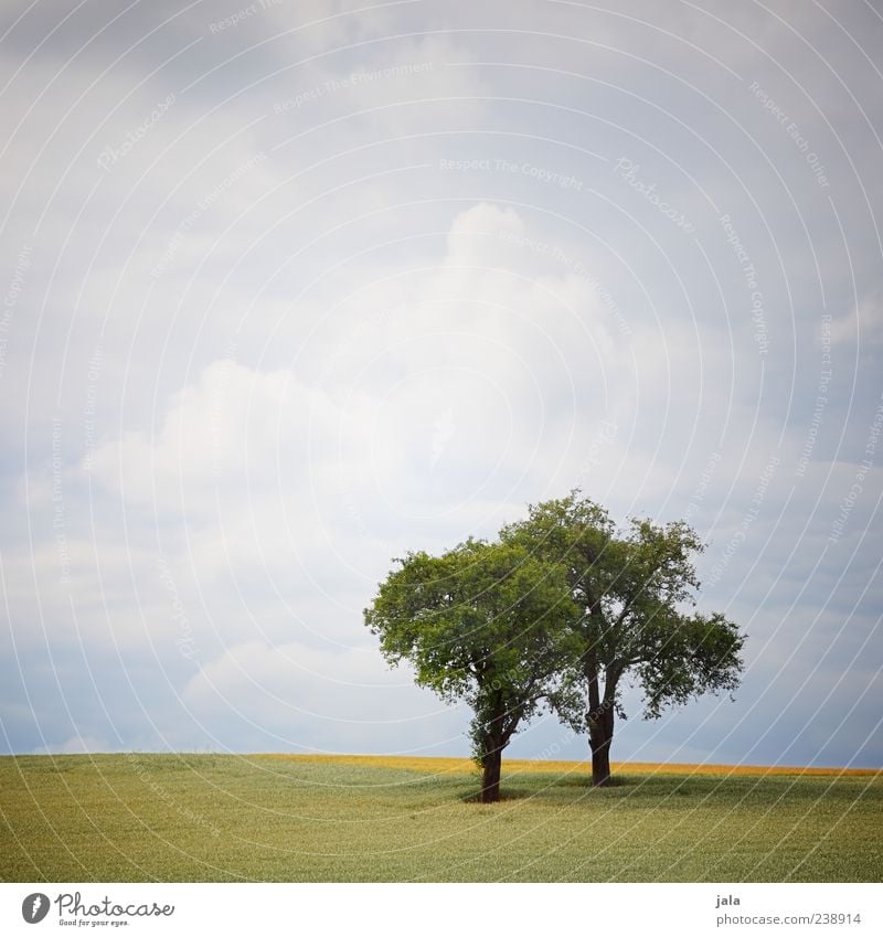 zwei Natur Landschaft Pflanze Himmel Wolken Baum Gras Grünpflanze Feld Unendlichkeit Farbfoto Außenaufnahme Menschenleer Textfreiraum oben Tag Wolkenhimmel