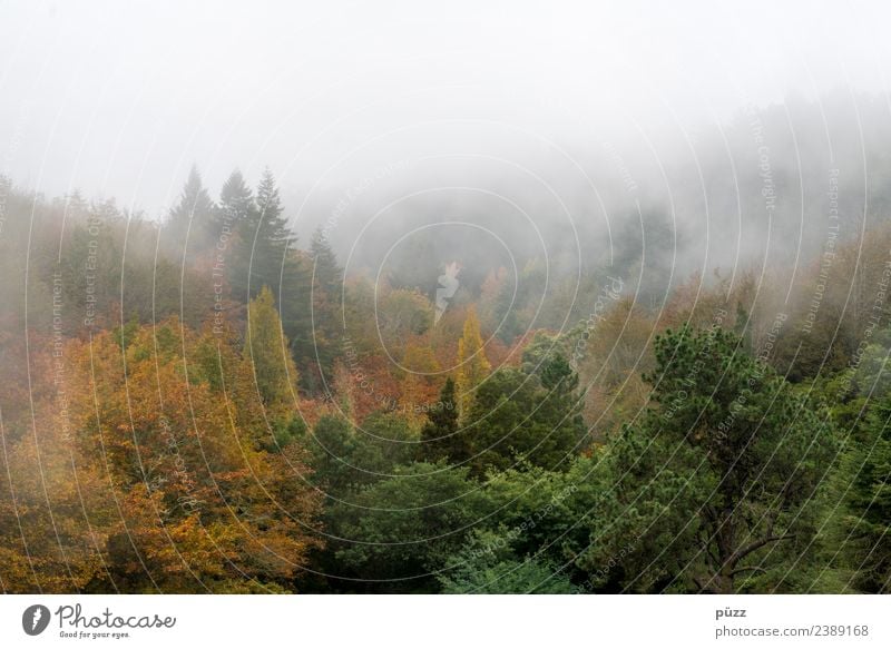Nebelwald Ferien & Urlaub & Reisen Tourismus Ausflug Abenteuer Berge u. Gebirge wandern Umwelt Natur Landschaft Pflanze Herbst Wetter Baum Wildpflanze Wald