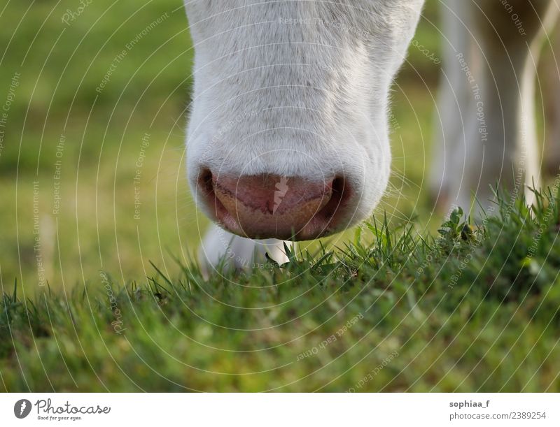 Nahaufnahme von Nase und Maul eines Jungrindes beim Grasen Weidenutzung Kuh Schnauze Rind abschließen Wiese Gras essen Feld schnüffelnd Detailaufnahme riechend