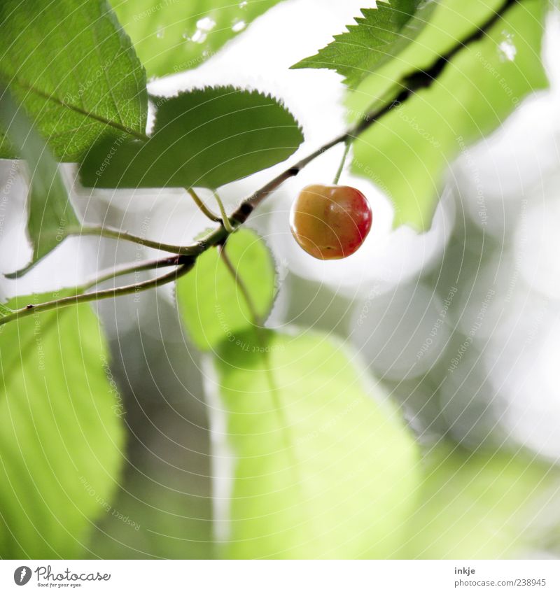 frühreif Frucht Kirsche Frühling Sommer Schönes Wetter Kirschbaum Garten hängen Wachstum frisch Gesundheit lecker natürlich oben rund saftig sauer süß grün rot