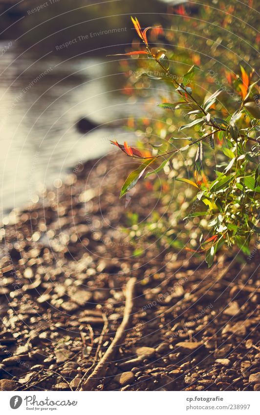 Ufer Natur Pflanze Frühling Sommer Herbst Schönes Wetter See Bach Fluss natürlich Farbfoto Morgendämmerung Abend Licht Schwache Tiefenschärfe Seeufer orange