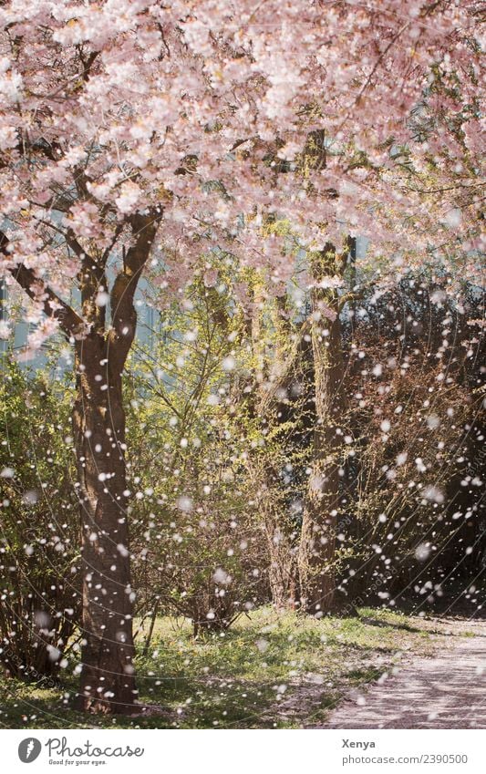Frühlingsbeginn Natur Baum Park Blühend rosa Romantik Mandelblüte Spaziergang Farbfoto Außenaufnahme Menschenleer Tag Pflanze Umwelt Duft Frühlingsgefühle