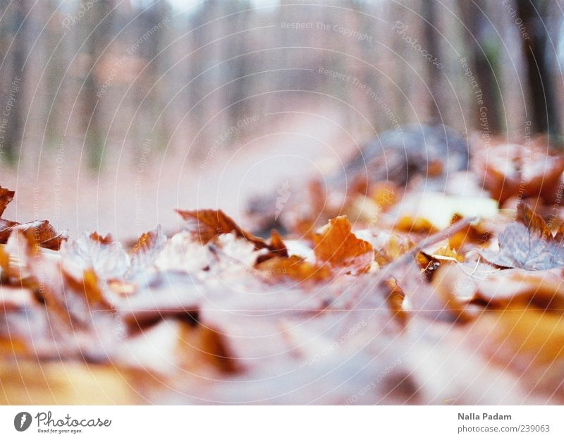 Herbstlaub Natur Pflanze Blatt Wald Menschenleer gold Fußweg Farbfoto Außenaufnahme Dämmerung Schwache Tiefenschärfe Herbstfärbung Textfreiraum