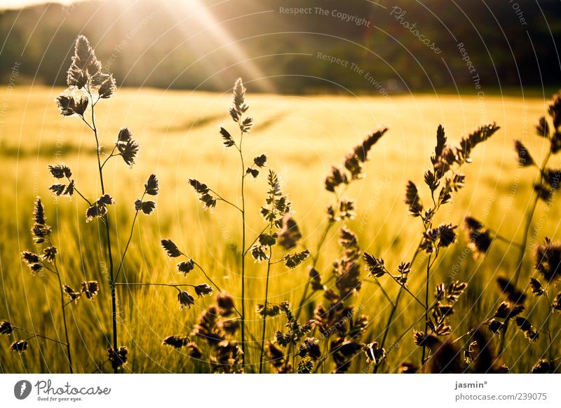 Glücksmoment Umwelt Natur Landschaft Sonne Sonnenlicht Wetter Schönes Wetter Pflanze hell gelb gold Farbfoto Außenaufnahme Dämmerung Licht Feld Ferne Gras