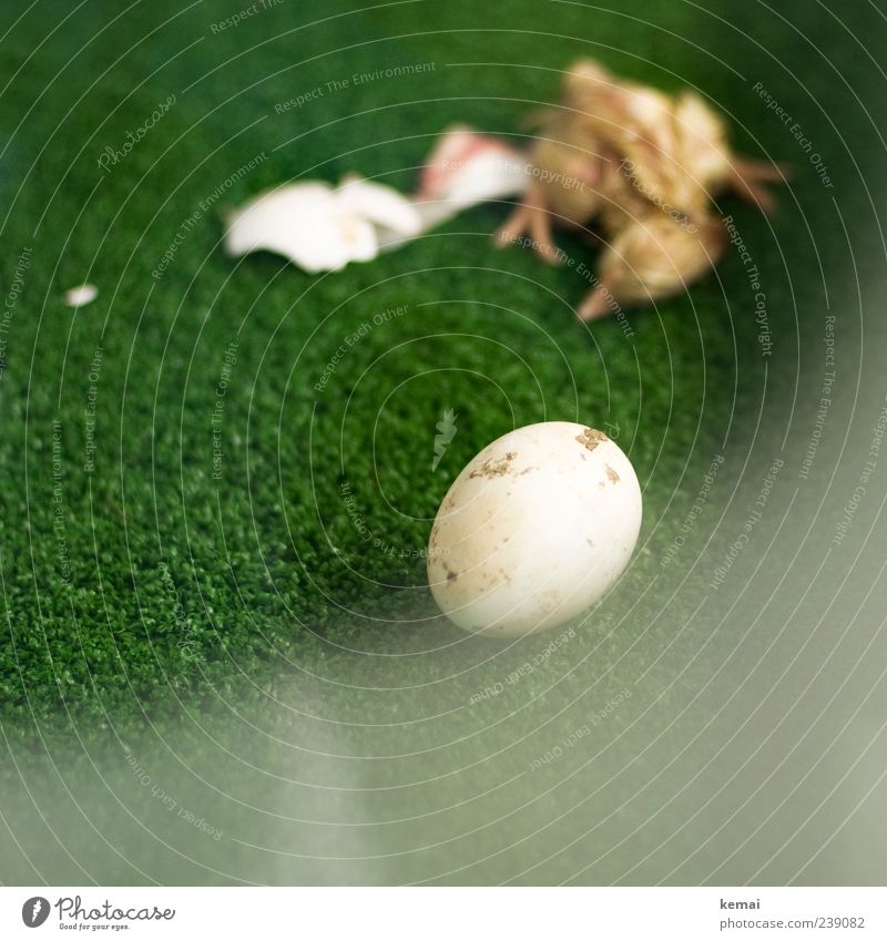 Frischling Natur Tier Nutztier Flügel Krallen Zoo Küken Haushuhn Ei Hühnerei 1 Tierjunges liegen klein neu grün Eierschale neugeboren Erschöpfung Erholung