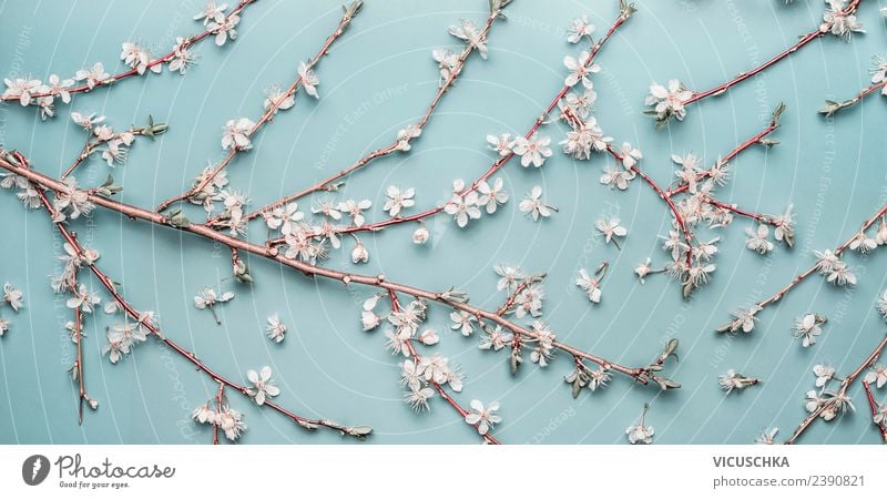 Kischblüten Zweige auf pastellblau Stil Design Feste & Feiern Muttertag Hochzeit Geburtstag Natur Pflanze Frühling Blatt Blüte Dekoration & Verzierung