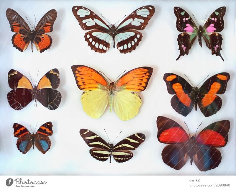 Vielfalter Schmetterling Tiergruppe Sammlung exotisch Zusammensein trocken viele blau braun mehrfarbig violett orange rot einzigartig Ordnung planen schön