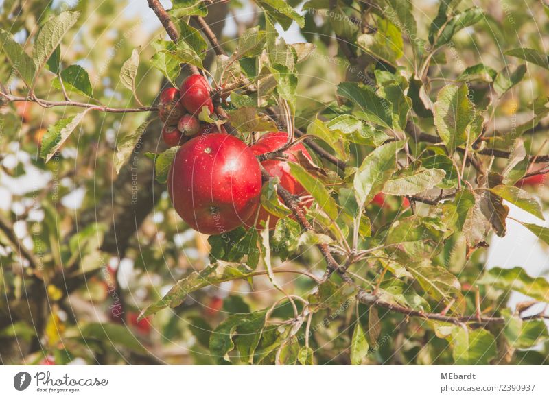 Frische rote Äpfel im September hängen am Baum Frucht Apfel Ernährung harmonisch Sommer Sonne Landwirtschaft Forstwirtschaft Natur Landschaft Wolken Wetter