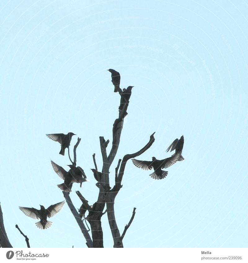 To be a Star Umwelt Natur Himmel Pflanze Baum Ast Baumkrone Tier Vogel Tiergruppe Schwarm fliegen hocken sitzen Zusammensein natürlich Bewegung kahl Geäst