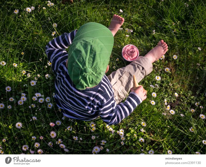 Kleiner Junge sitzt auf Blumenwiese mit Erdbeereis Sommer Mensch maskulin Kleinkind Kindheit 1 1-3 Jahre Schönes Wetter Gänseblümchen Wiese Park Garten