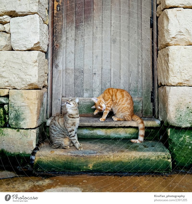 Zwei junge gestreifte Katzen sitzen auf der Treppe. Haus Familie & Verwandtschaft Freundschaft Natur Tier Herbst Pelzmantel Haustier Holz Streifen alt