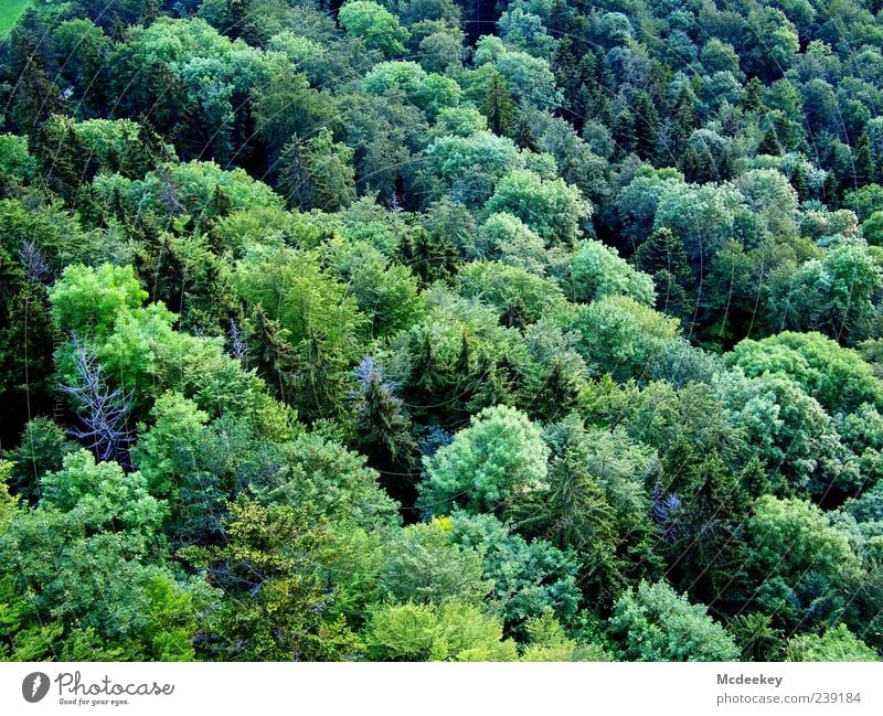 Mix it Baby! Natur Landschaft Pflanze Sommer Schönes Wetter Baum Sträucher Grünpflanze Wald Tanne Mischwald dunkel Unendlichkeit blau gelb grün schwarz weiß