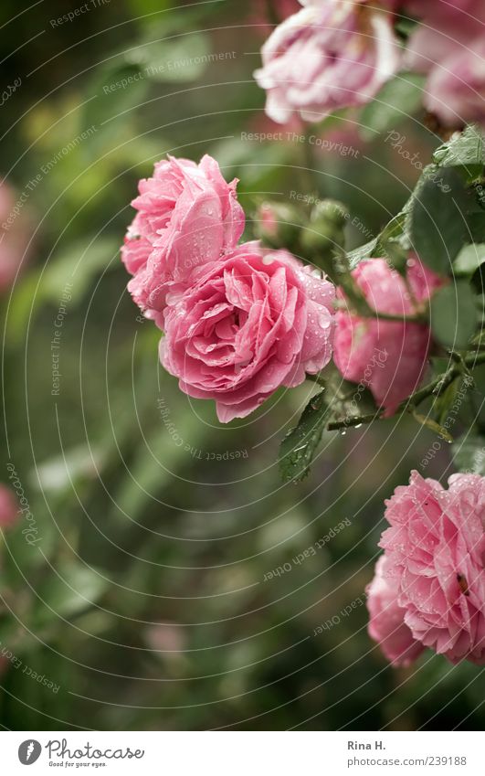 RosenMontag Wassertropfen Sommer Klima Wetter Pflanze Blatt Blüte Blühend nass grün rosa Kletterrose Farbfoto Außenaufnahme Menschenleer Schwache Tiefenschärfe