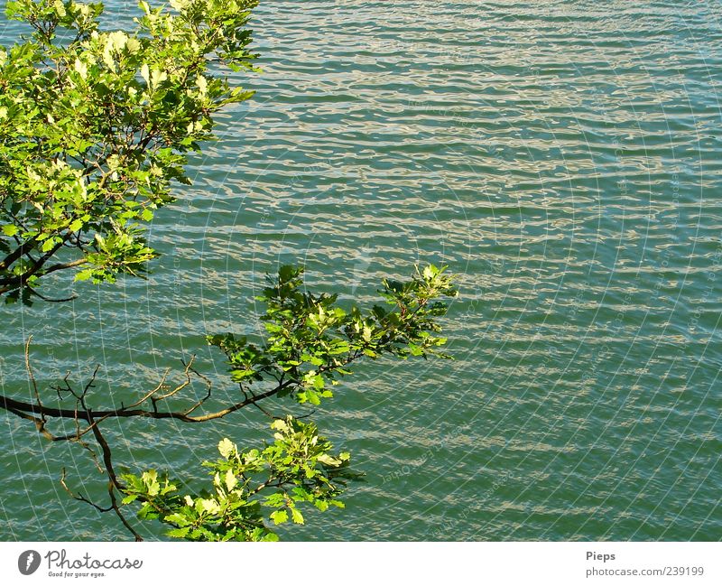 Eichenzweige vor Wasseroberfläche Natur Landschaft Pflanze Sommer Baum Ast See einzigartig grün Ferien & Urlaub & Reisen Wellen Erholungsgebiet Farbfoto