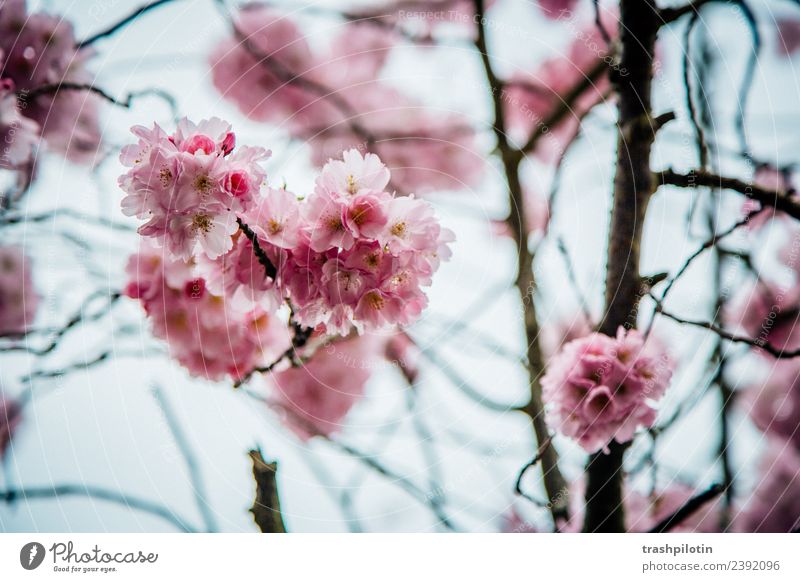 Kirschblüte Natur Landschaft Pflanze Frühling Baum Blatt Blüte Kirsche rosa Farbfoto Außenaufnahme Detailaufnahme Unschärfe