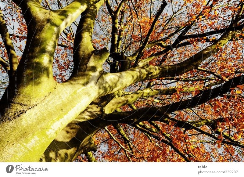 Herbst Natur Pflanze Baum Baumstamm Ast Zweig Blätterdach Blatt Holz stehen Wachstum alt ästhetisch groß natürlich blau braun gold grau rot standhaft