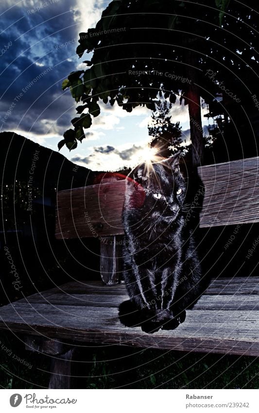 Ganz in SCHWARZ Haustier Katze Tiergesicht Fell glänzend sitzen dunkel gruselig Bank schwarz Säugetier Farbfoto Außenaufnahme Menschenleer Textfreiraum oben