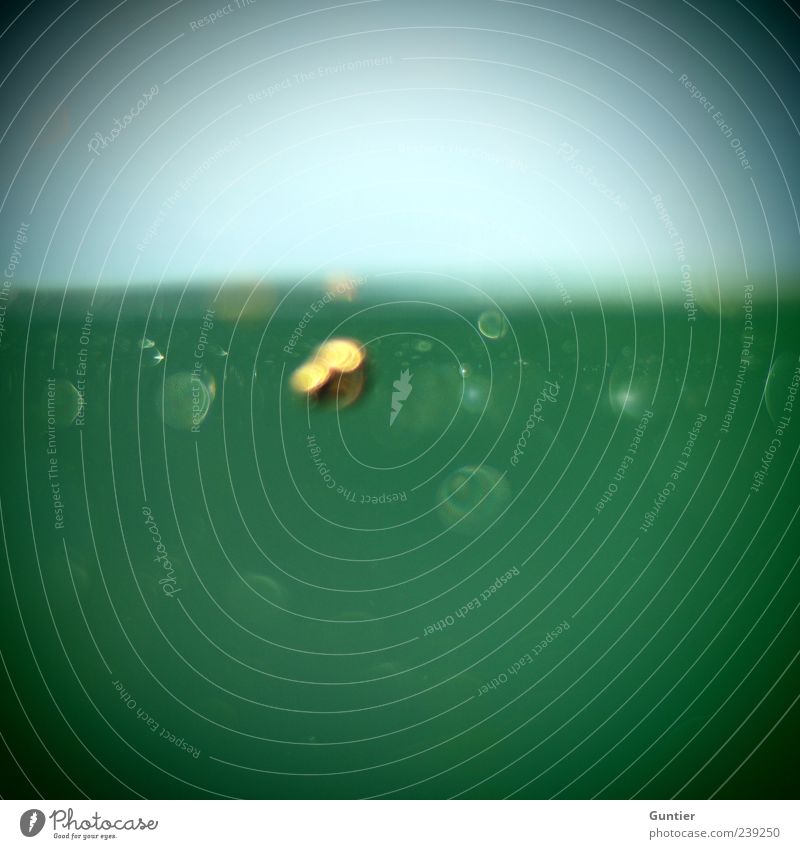 Schärfe wird überbewertet !!! Tier Schnecke 1 blau gelb gold grün schwarz Wasser Wasseroberfläche Teich See untergehen Vignettierung Tod Farbfoto Außenaufnahme