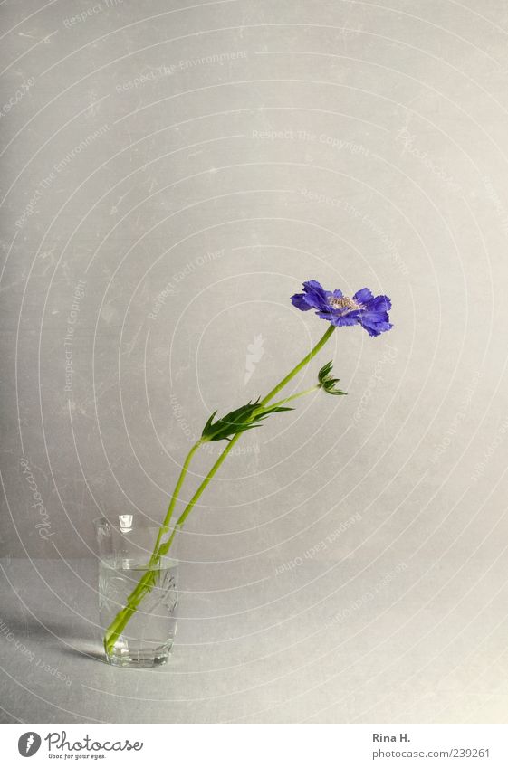 Scabiose im Glas elegant Stil Blume Blüte Blühend ästhetisch hell violett Stillleben Vase Farbfoto Innenaufnahme Menschenleer Textfreiraum oben