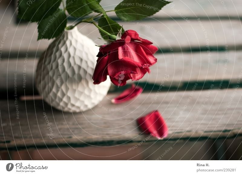 Abschied Pflanze Sommer Blume Rose Blatt Blüte verblüht rot weiß Traurigkeit Schmerz Vergänglichkeit Vase Holzstuhl Gartenstuhl Stillleben Farbfoto
