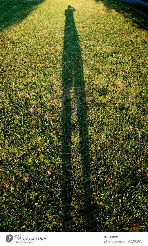 shadow long leg Freizeit & Hobby Ferien & Urlaub & Reisen Mensch Beine 1 Natur Landschaft Wetter Pflanze Gras Garten Park Wiese stehen groß hoch grün