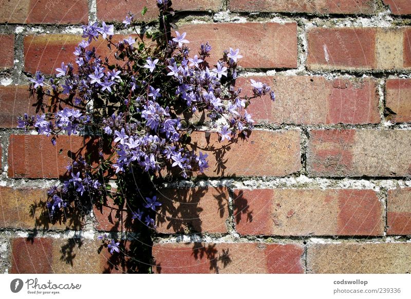 wall bloomchen Pflanze Blume Blüte Wildpflanze exotisch Mauer Wand Natur Farbfoto Muster Textfreiraum rechts Schatten Sonnenlicht Menschenleer violett Blühend