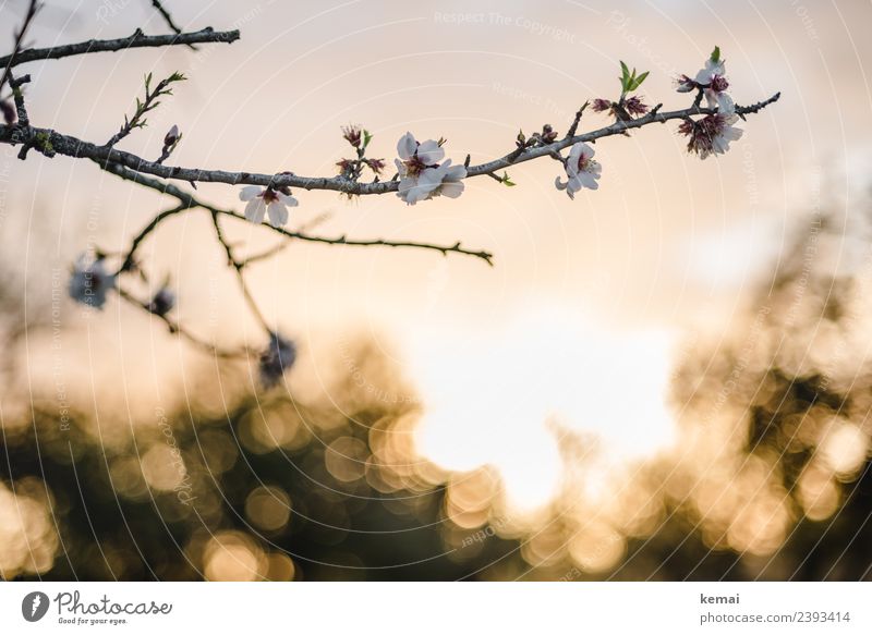 Mandelblüte harmonisch Wohlgefühl Sinnesorgane Erholung ruhig Natur Pflanze Himmel Sonne Frühling Schönes Wetter Blume Blüte Nutzpflanze Zweig Mandelbaum Feld