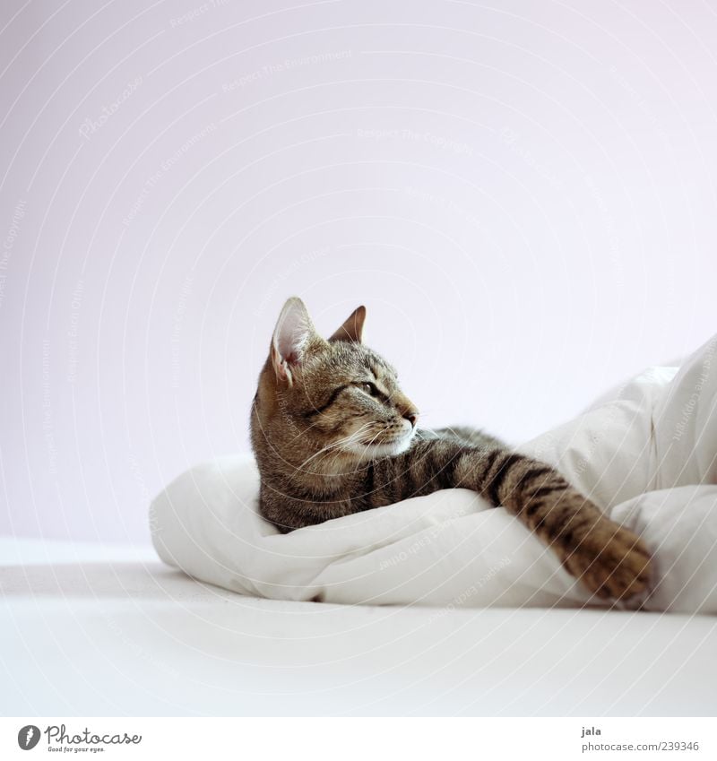 haustiger Bett Tier Haustier Katze Tiergesicht Pfote 1 genießen liegen ästhetisch elegant braun grau schwarz weiß Farbfoto Innenaufnahme Menschenleer