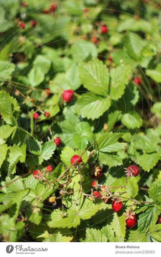 süße Versuchung Lebensmittel Frucht Natur Wildpflanze Erdbeersorten Erdbeeren Garten genießen Duft grün rot wilde Erdbeeren Geschmackssache geschmackvoll