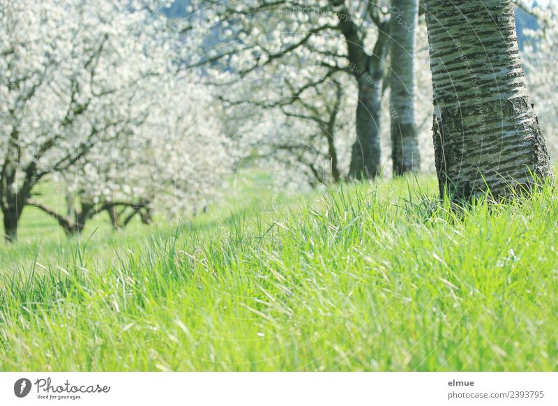 Kirschbaumwiese Umwelt Natur Pflanze Frühling Schönes Wetter Baum Gras Blüte Kirschbaumrinde Kirschblüten Streuobstwiese Wiese Blühend Duft Glück grün weiß